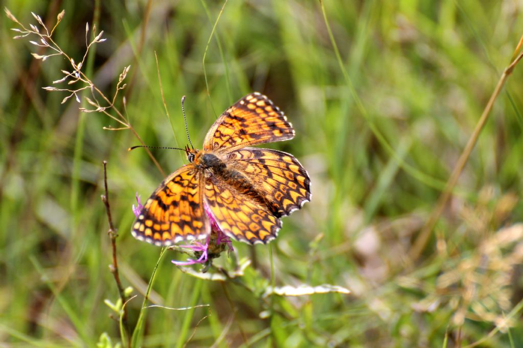 Melitaea cinxia?